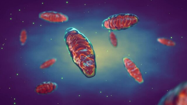 Mitochondria are cellular organelles found in most eukaryotic organisms. Adenosine triphosphate (ATP) is generated in mitochondria and is a source of  chemical energy.