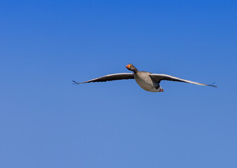 A Greylag Goose (Anser anser) are flying over a small pong in southern Germany