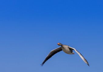 A Greylag Goose (Anser anser) are flying over a small pong in southern Germany