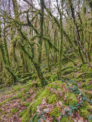 mousse sur les arbres
