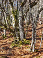 dans la foret

