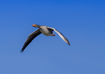 Fototapeta na wymiar A Greylag Goose (Anser anser) are flying over a small pong in southern Germany