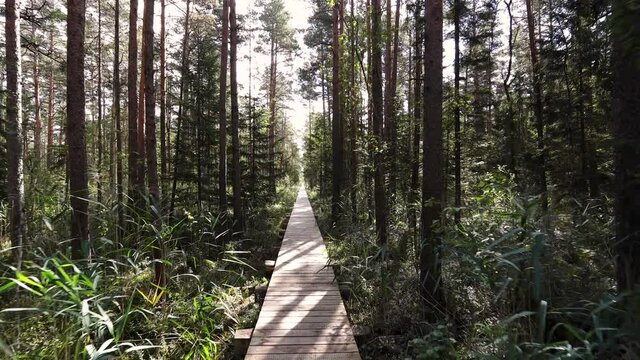 Walking through wet forest in Lithuania Musos high bog reserve. The longest educational wooden boardwalk tray in Lithuania. Gimbal steadycam shot. First person view. Reeds growing on wet forest floor.