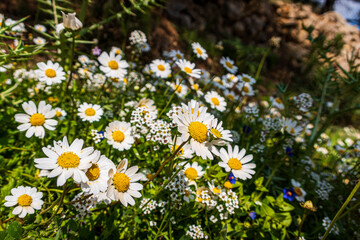 daisies in a meadow