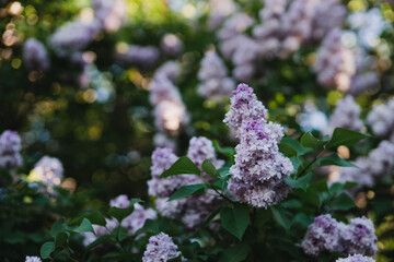 Beautiful lilac blossom closeup. Fresh spring nature, botanic inspiration,