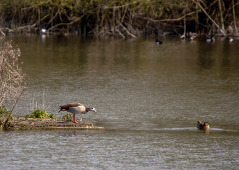 Egyptian Geese (Alopochen aegyptiaca) at a lake in Suffolk, UK