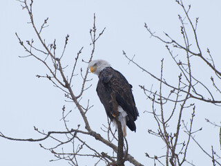 Bald eagle perched on branch