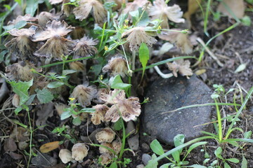 moss on the ground
