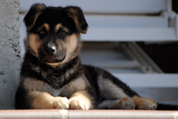 Puppy dog a few months old posing in different ways being adorable and original