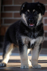 Puppy dog a few months old posing in different ways being adorable and original