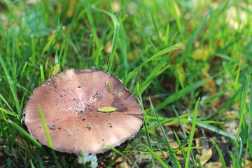 mushroom in the grass