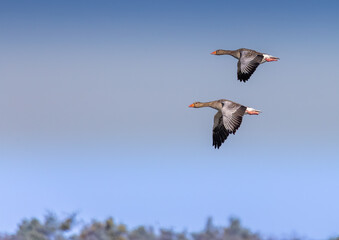 Two Greylag Goose (Anser anser) are flying over a small pong in southern Germany