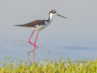 Black-necked stilt (Himantopus mexicanus) shorebird walking in shallow water at pond edge looking for food- long red legs  black and white colors- migratory bird in Florida 