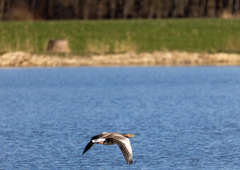 Fototapeta na wymiar A Greylag Goose (Anser anser) is performing a low-level flight over the calm water of a small pond in southern Germany