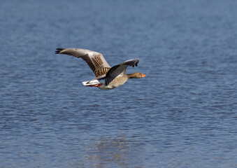 Fototapeta na wymiar A Greylag Goose (Anser anser) is performing a low-level flight over the calm water of a small pond in southern Germany
