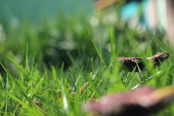 mushroom in the grass