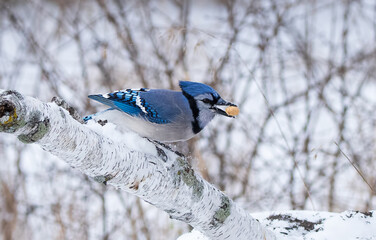 Blue Jay perched on a birch log in winter with a peanut in its mouth