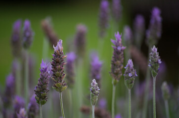 Naklejka premium lavender flowers in region