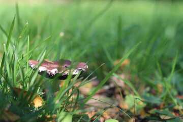 mushroom in the grass