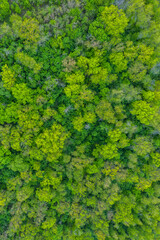 Fresh green trees in spring seen from above. Spring foliage. 