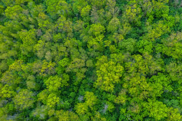 Naklejka premium Fresh green trees in spring seen from above. Spring foliage. 
