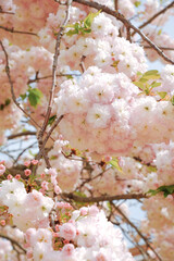 Japanese flower Sakura.Sakura flower.Cute tree branches with pink flowers.Beautiful cherry blossom tree.Beautiful cherry blossom on a cherry tree in a garden