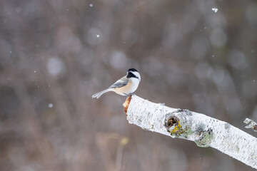Black-capped chickadee (Poecile atricapillus) perched on a birch log as the snow begins to fall in...