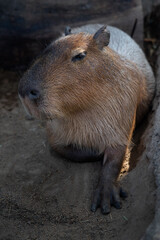 A close up shot of a capybara.