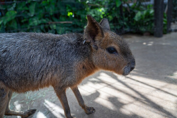 Patagonian Mara photographed from nearby.