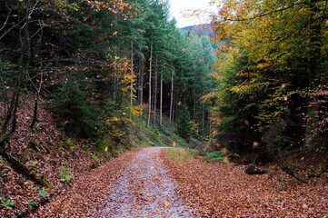 falling leaves in the forest autumn