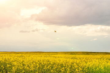 field with yellow flowers in summer