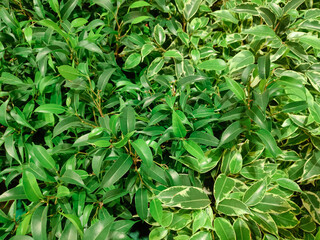 Fresh green plants in the garden in spring pattern leaves