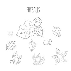 Big set superfoods. Vector illustration physalis, berries. Hand drawing flowers, leaves, small tomato, lanterns, Whole and half fruit.