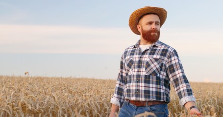 Portrait of adult Caucasian red-haired male farmer in hat walking in golden field and touching wheat ears. Handsome cultivator looking away while walking in rural lands outdoors. Farm concept