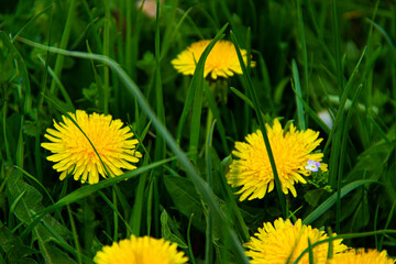field of blooming yellow flowers on a background garden
