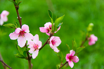 Peach flowers blossom in spring.
