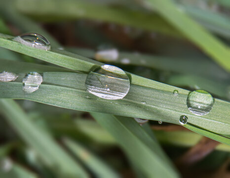 fresh clean grass texture