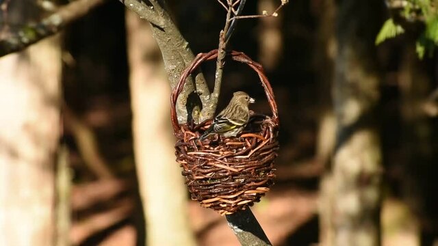 Pine siskin bird eating bird seed 
