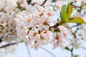 Flowering branches of cherries on a colored blurred background.