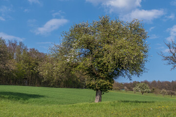 Blühende Obstbäume im Frühjahr