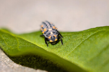 Makro piękno © Karolina