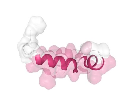 Solution structure of human hormone orexin-B: regulator of appetite and wakefulness. Combined 3D cartoon-Gaussian surface model, white background.