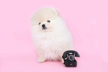 Pomeranian spitz cream isolated on pink background with phone - obrazy, fototapety, plakaty