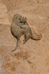 Valencia, Spain: 04.05.2021; Two  mongooses are gaming on the ground
