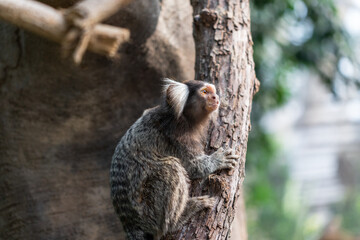 Common marmoset climbing up a tree.