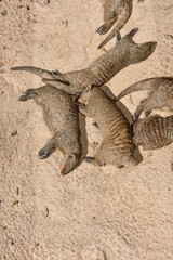 Valencia, Spain: 04.05.2021; The group of sleeping mongooses on the ground