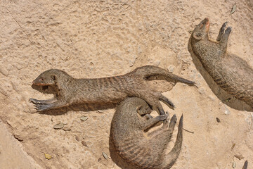 Valencia, Spain: 04.05.2021; Three  mongooses on the ground
