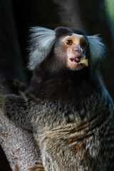 A common marmoset climbs up a tree to feed.