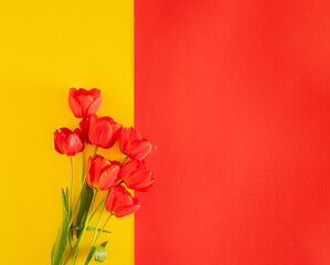 fresh red tulips with green leaves on yellow and red background. summer sunny aesthetic modern minimal creative concept flat lay background.