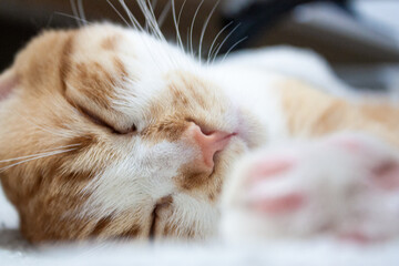 cat sleeping on the bed